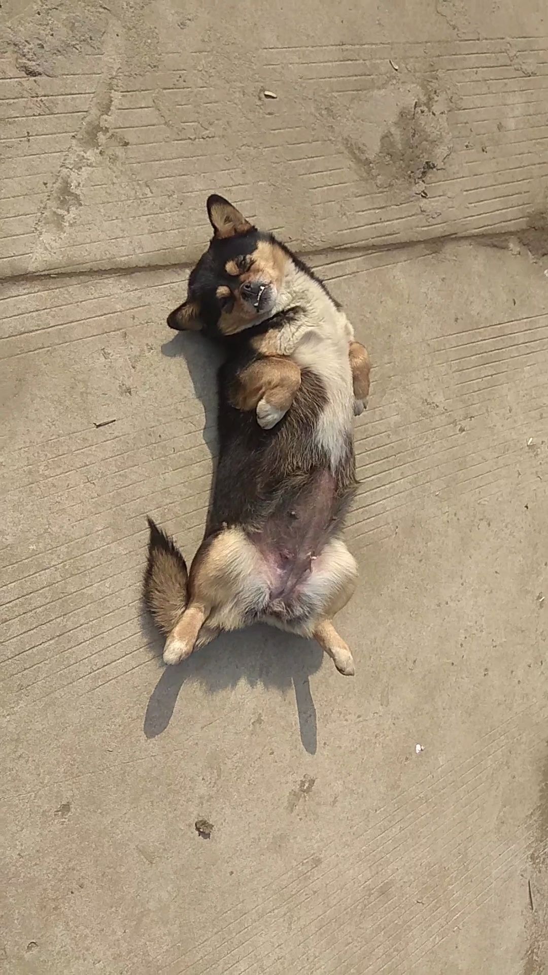 舒服的狗,四脚朝天晒太阳哈