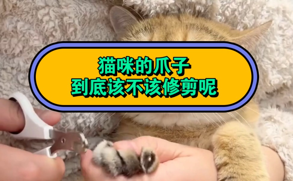 猫咪的爪子到底该不该修剪呢哔哩哔哩bilibili