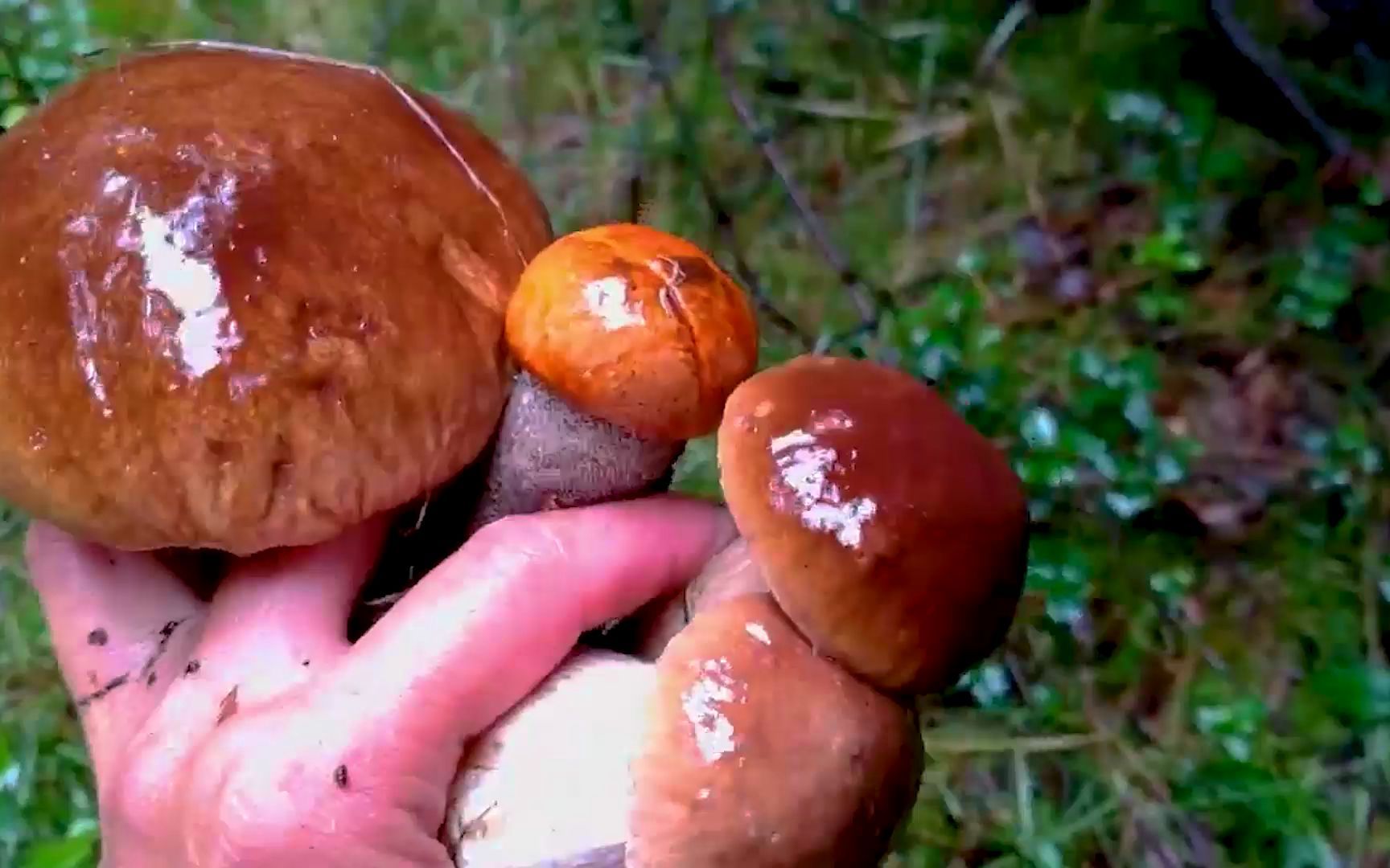 [图]雨后的山里，遍地都是蘑菇，不到一会就摘满了一筐！