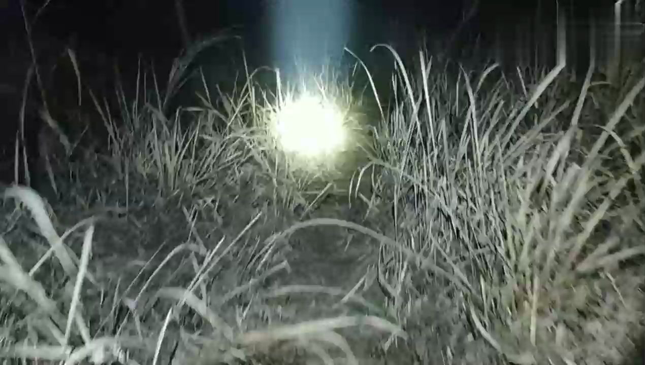 农村小伙夜晚去搞野野外雾很大灯很亮草丛很难走