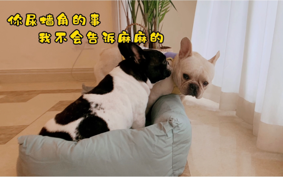 一只心虚的狗子