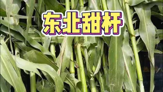东北街头卖的甜杆，5块一根，你们小时候都吃过吗？
