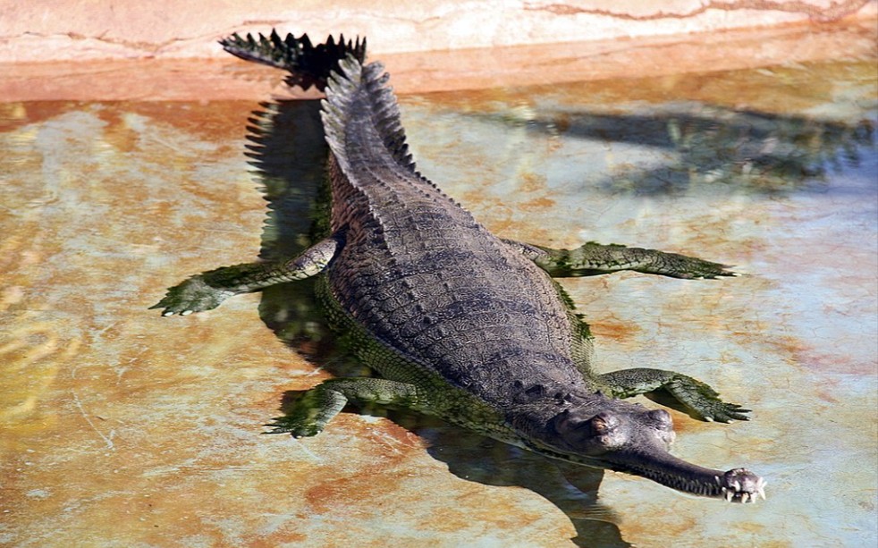 喂食一群食鱼鳄_哔哩哔哩 (゜-゜)つロ 干杯~-bilibili