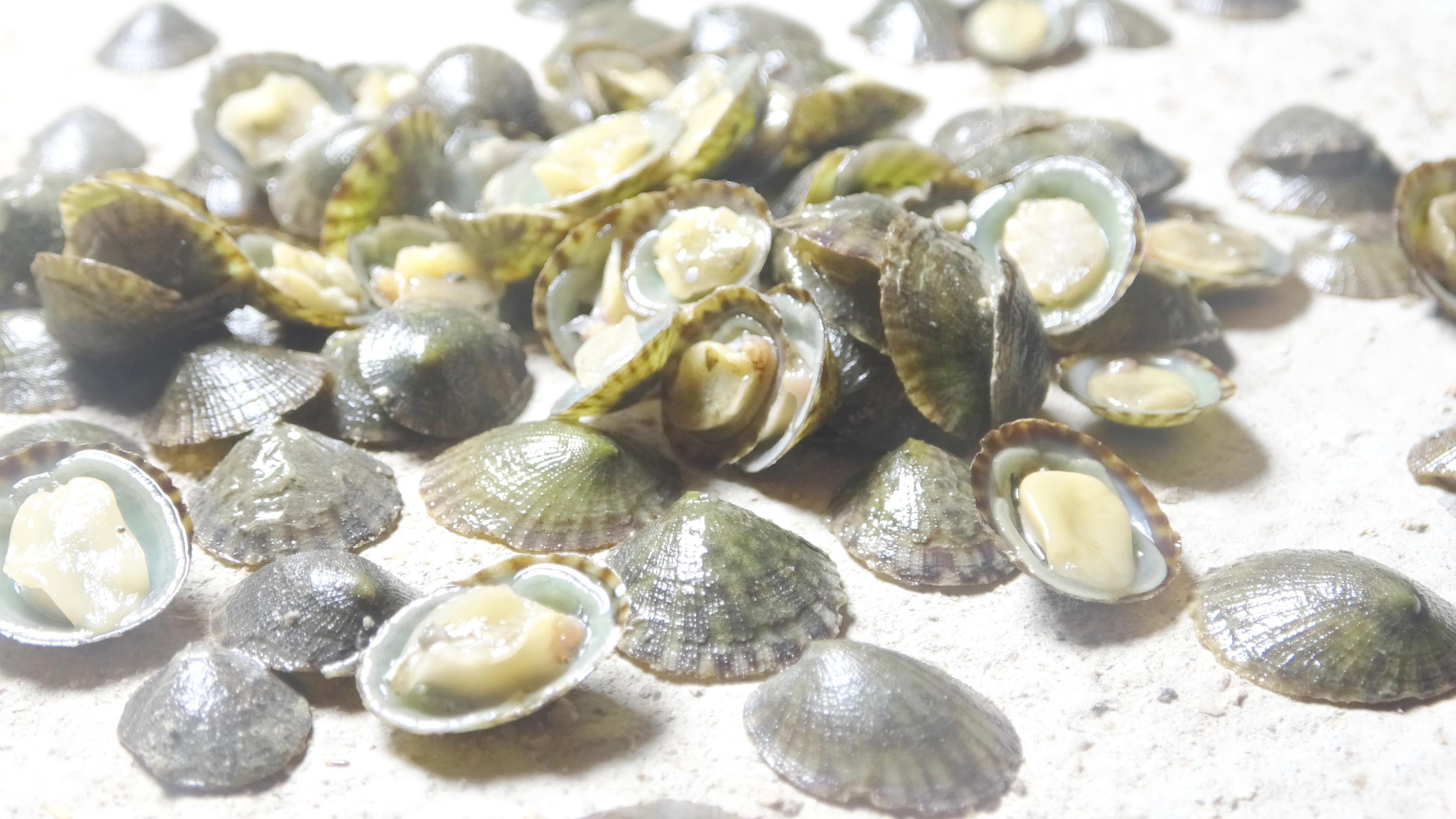 海堤上一百多元一斤的帽贝没人抠,小龙带着工具去抠帽贝