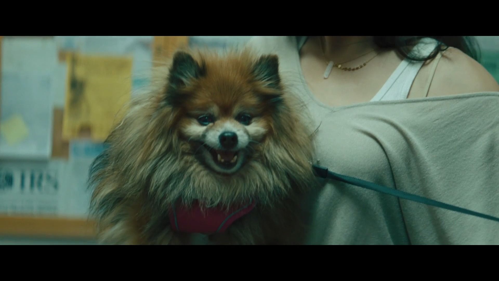 爱狗双标,用狗狗当凶器不可饶恕