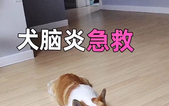 狗狗养狗狗的一定要收藏这个视频.犬脑炎哔哩哔哩bilibili