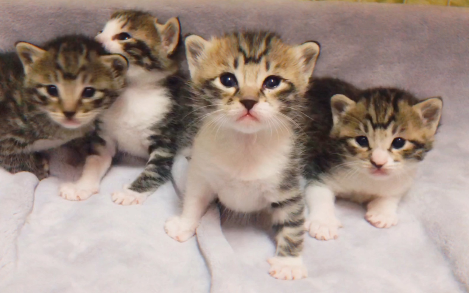 [梨花有四] 今天我们狸花猫宝宝两周半啦!快来吸一吸奶里奶气的小梨猫