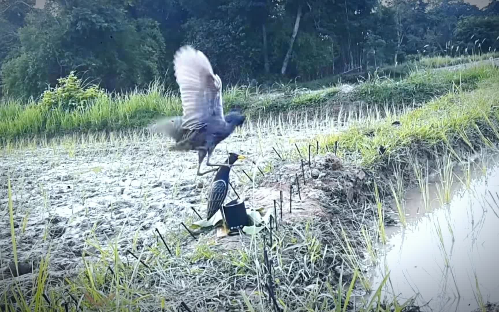 小伙巧制假鸟陷阱!通过模仿鸟叫声捕捉真鸟,这能成功吗哔哩哔哩bilibili