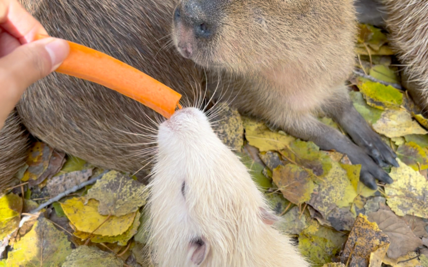 讨厌一些没有边界感的豚事