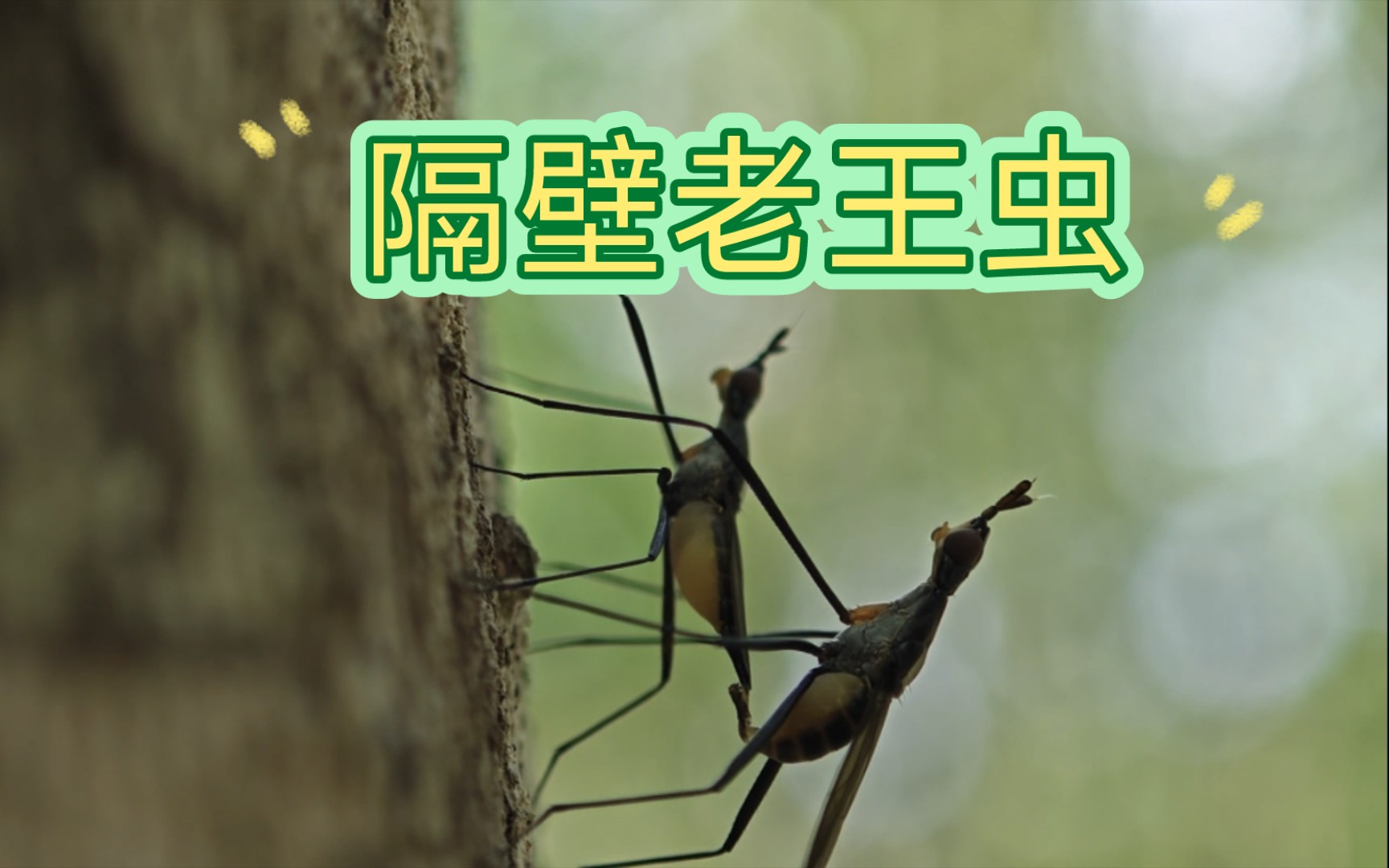 隔壁老王虫,先父遗传的奠基者(指角蝇)
