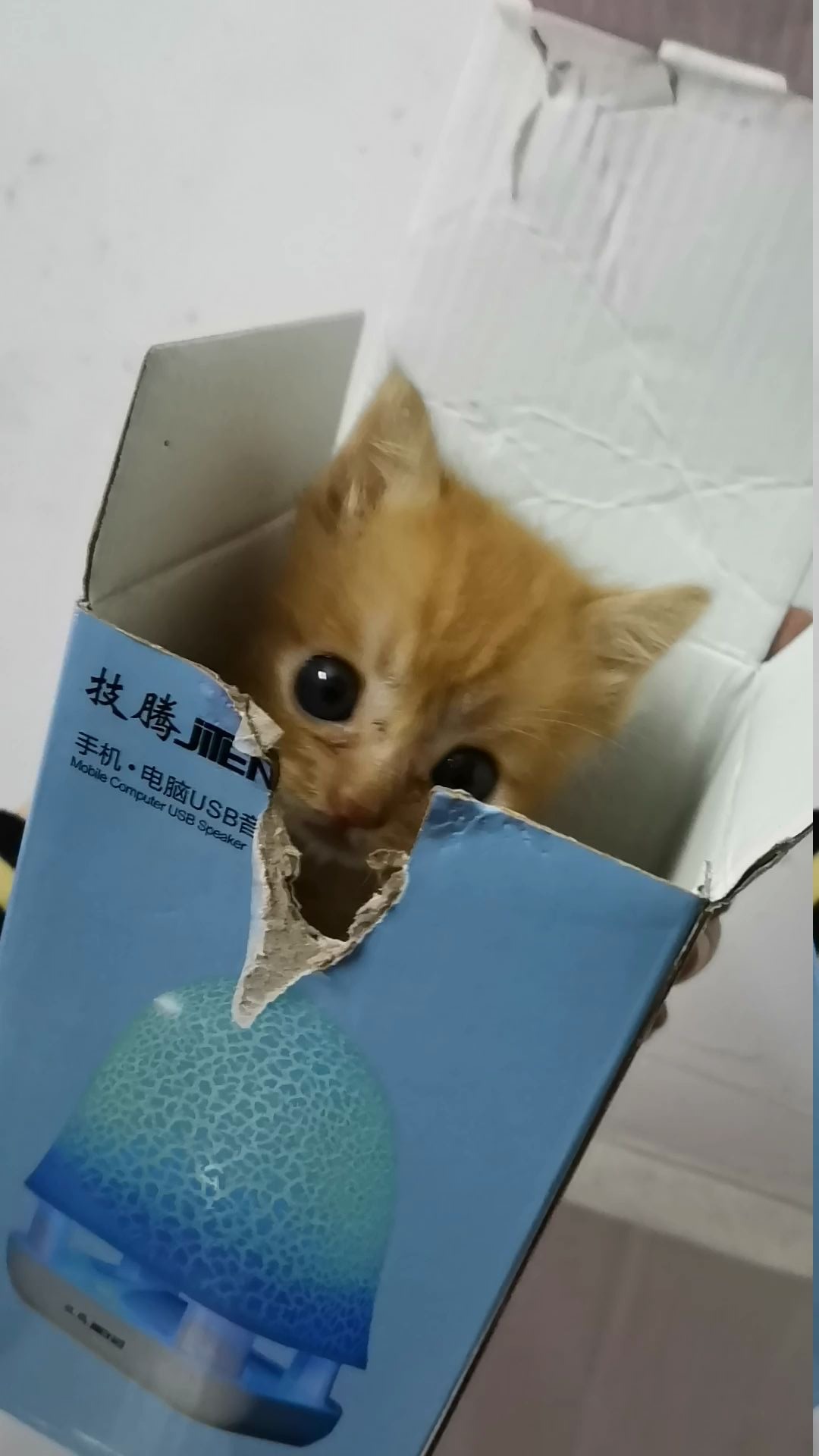 前方高萌,《一盒猫》