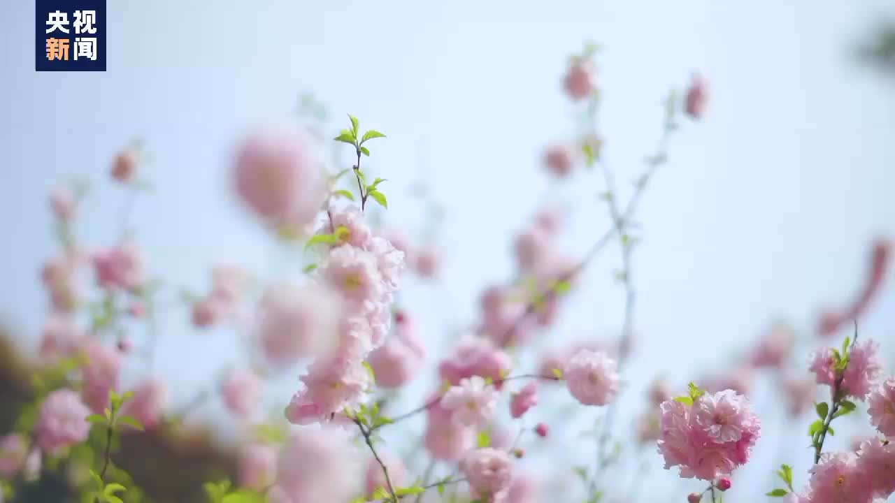 微风习习 落英纷纷 一键打开春日故宫里的美好哔哩哔哩bilibili