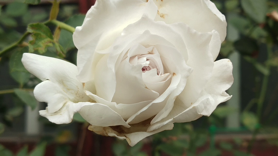 路西法,加百列!合唱团和独立日^o^!