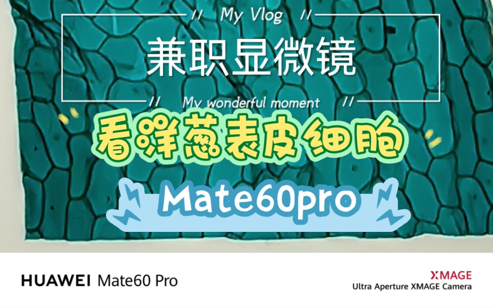 用华为Mate60pro手机看洋葱表皮细胞哔哩哔哩bilibili