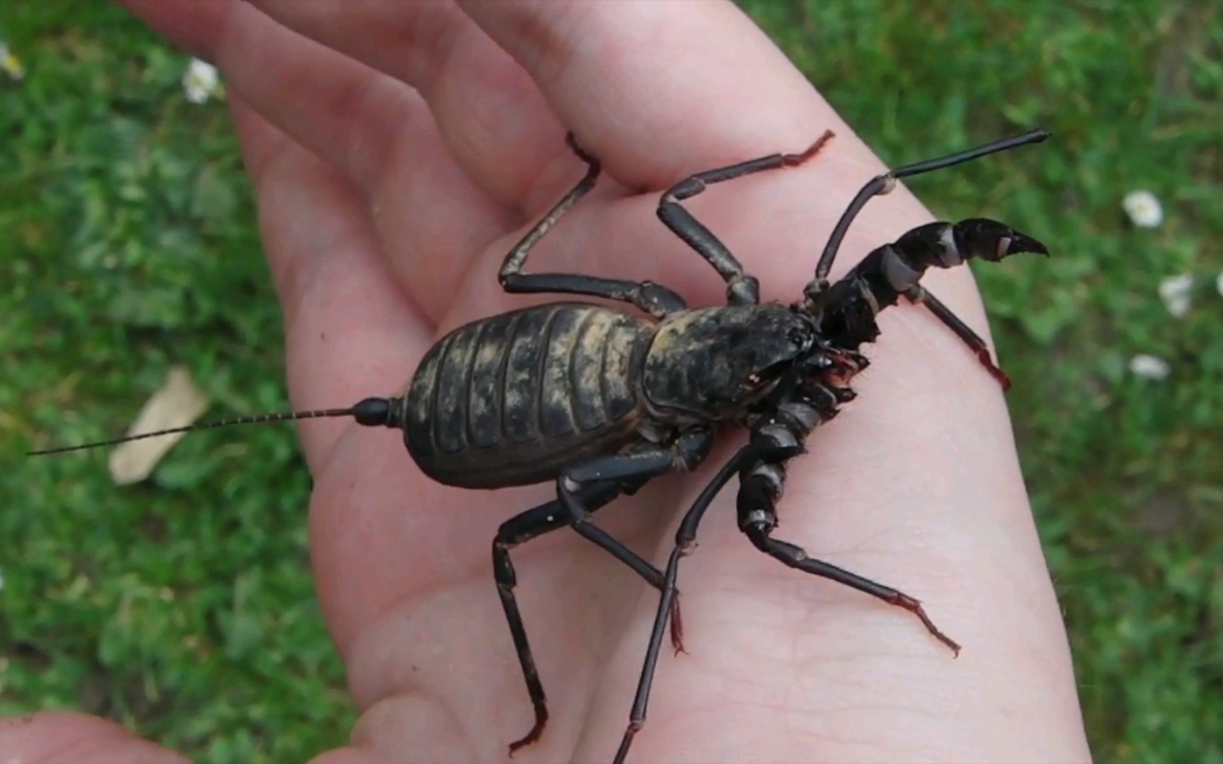 北美巨人鞭蝎,这么大的醋牛子味道一定很带劲吧