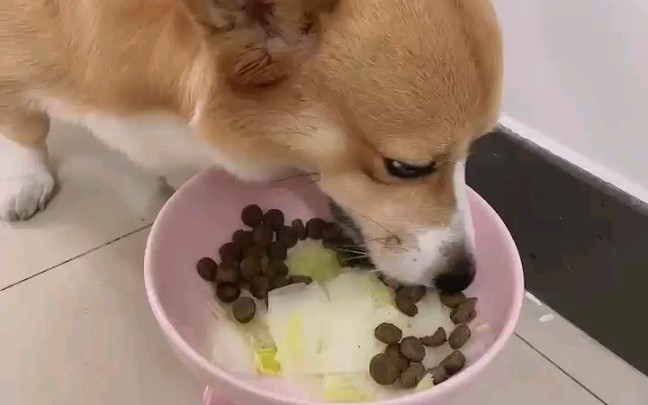 小狗吃饭我真的可以看三个小时