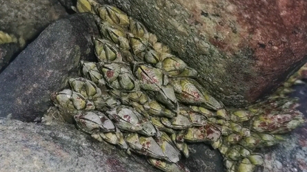 满足强迫症患者非常治愈的拔鹅颈藤壶