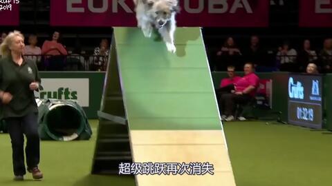 搜索 哔哩哔哩 つロ干杯 Bilibili