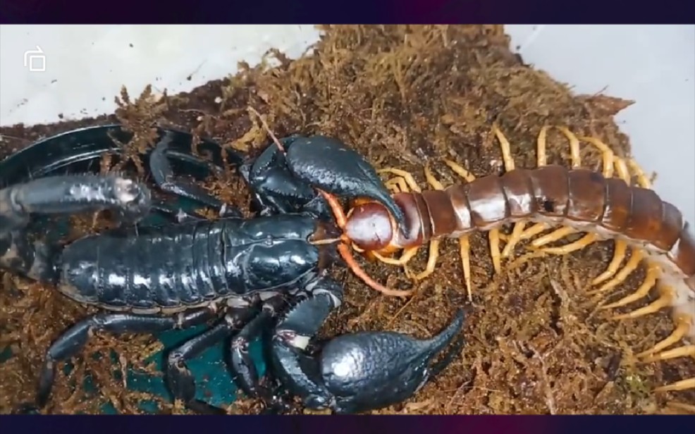 亚洲雨林蝎彼得异蝎大钳子捏爆剧毒蜈蚣秒杀越南巨人蜈蚣