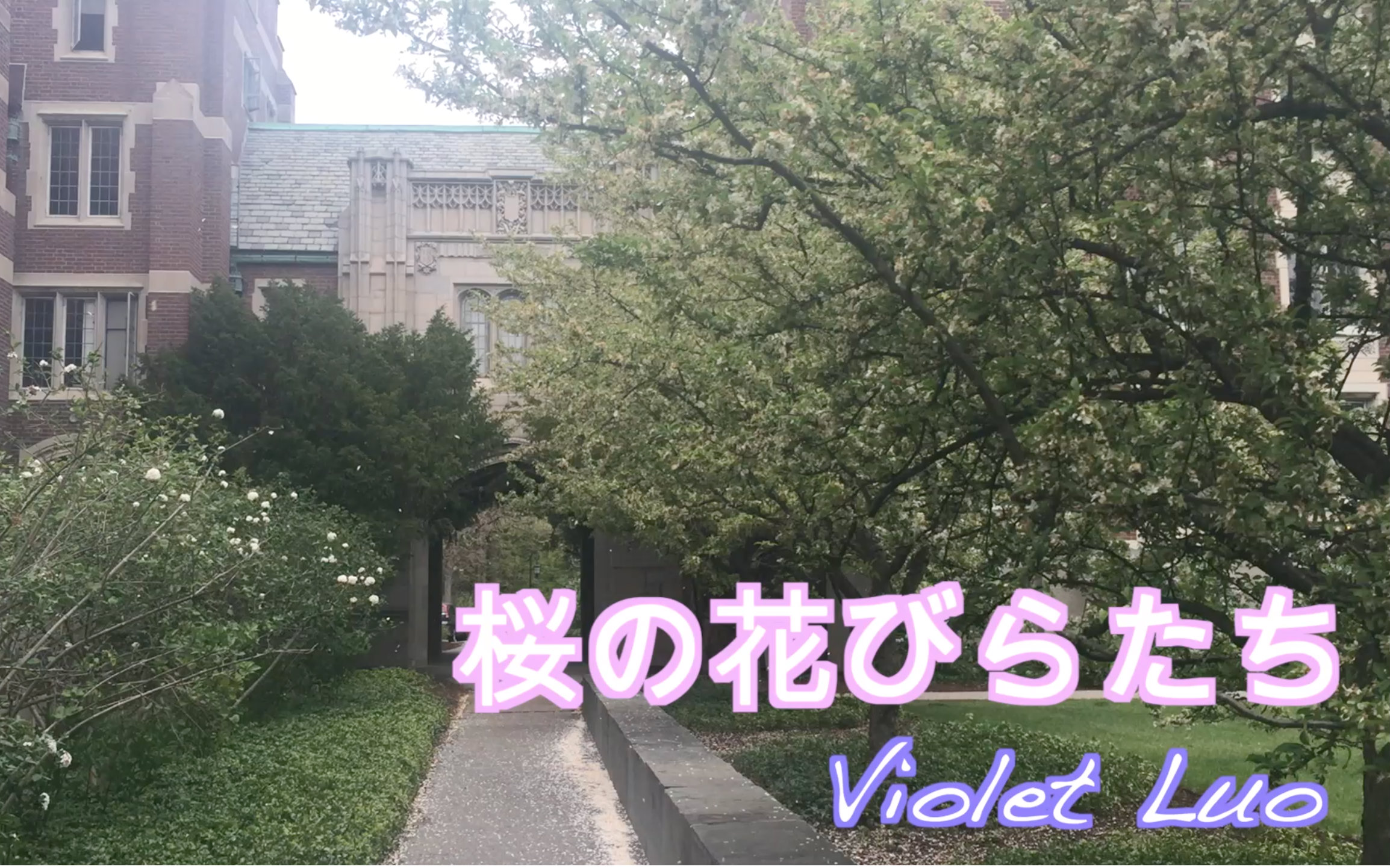 AKB48 前田敦子  落樱缤纷(翻唱:Violet Luo)哔哩哔哩bilibili