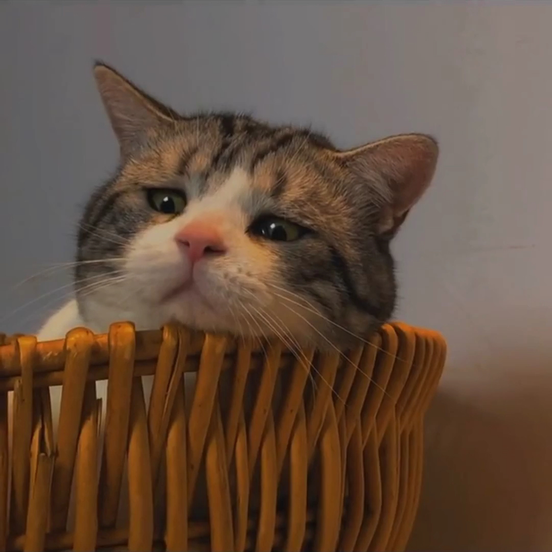 成年喵的崩溃就在一瞬间[cat_pres