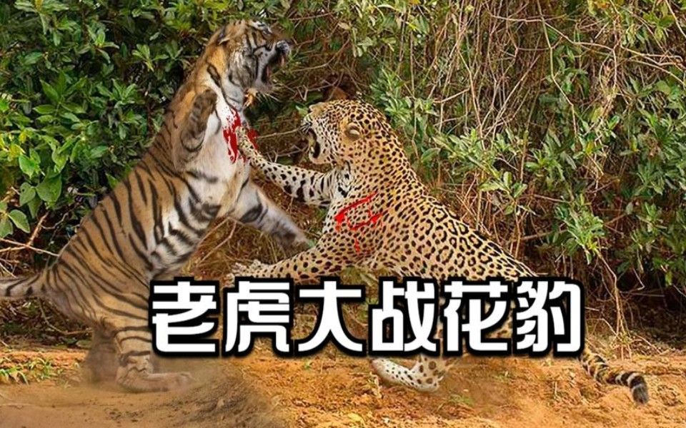 老虎大战花豹,花豹擅闯老虎领地,躲在树上不敢下去