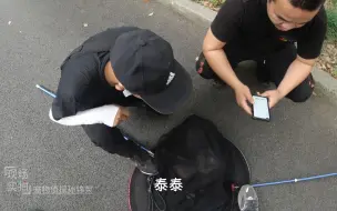 Tải video: 上海杨浦找狗：宠物侦探抓捕现场，这只泰迪长得有点意思！