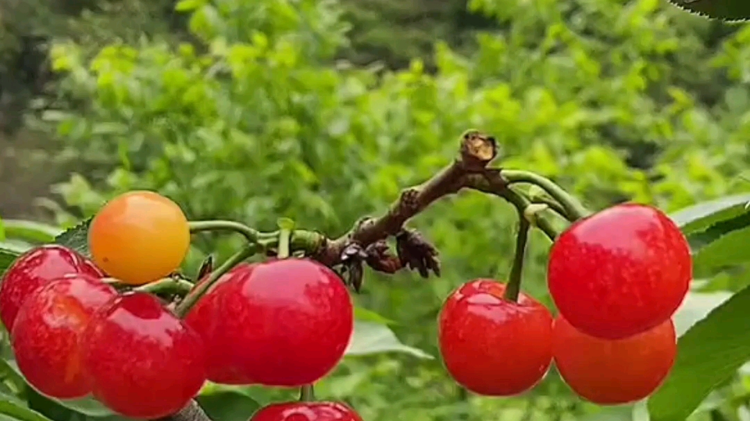 车厘子苗与樱桃苗区别