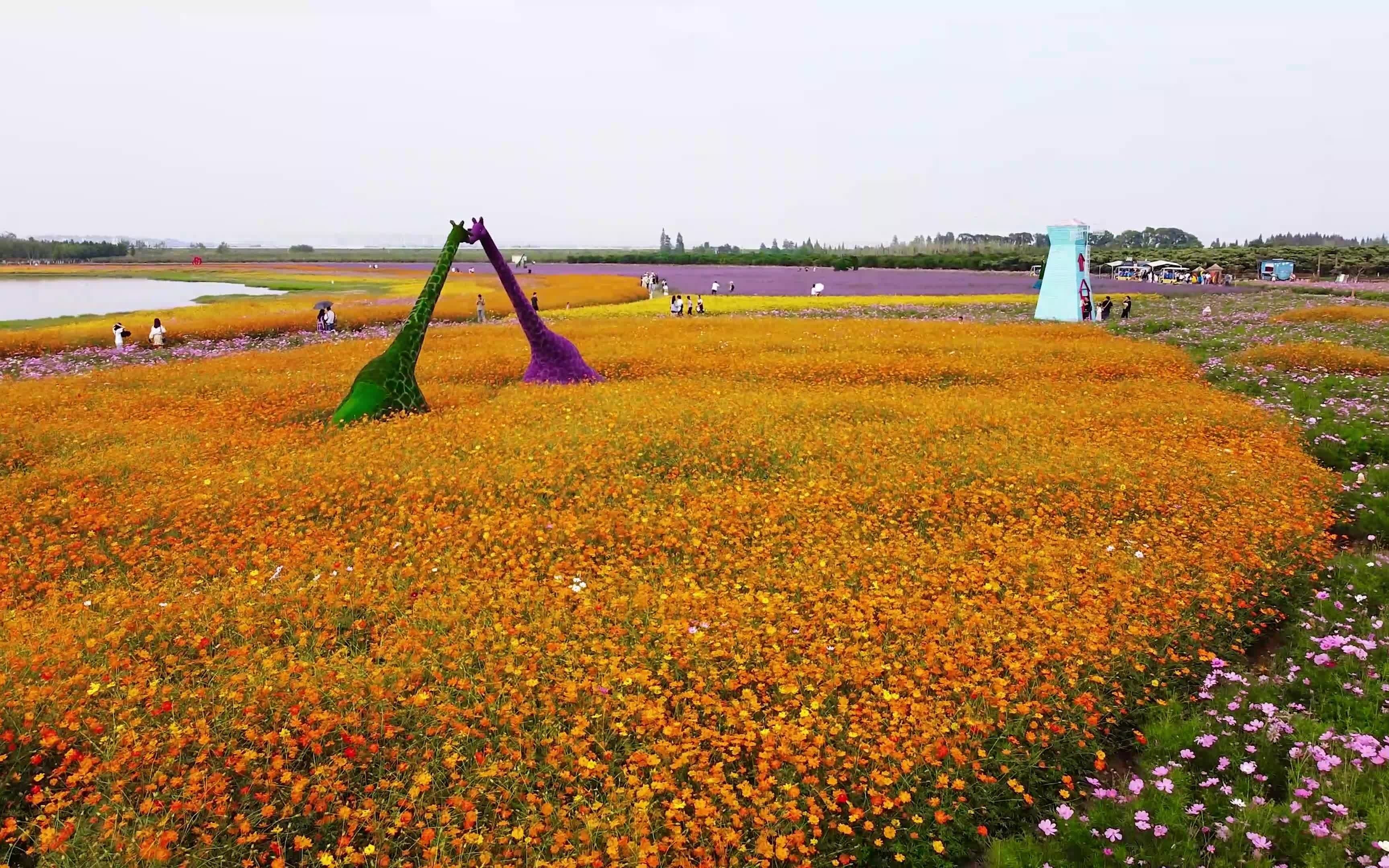 【高淳vlog】石臼湖&水慢城花海