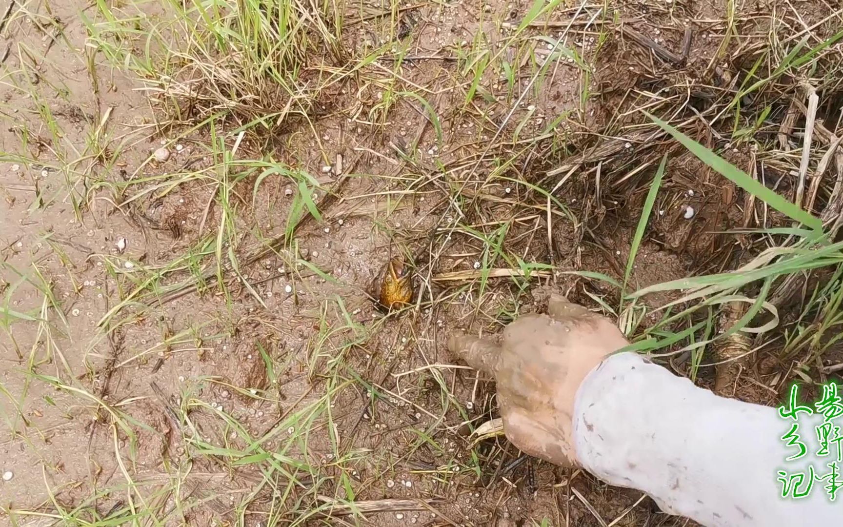 田裡的黃鱔都成災了,下鉤就咬,幾秒鐘一條,轉一圈釣一大盆