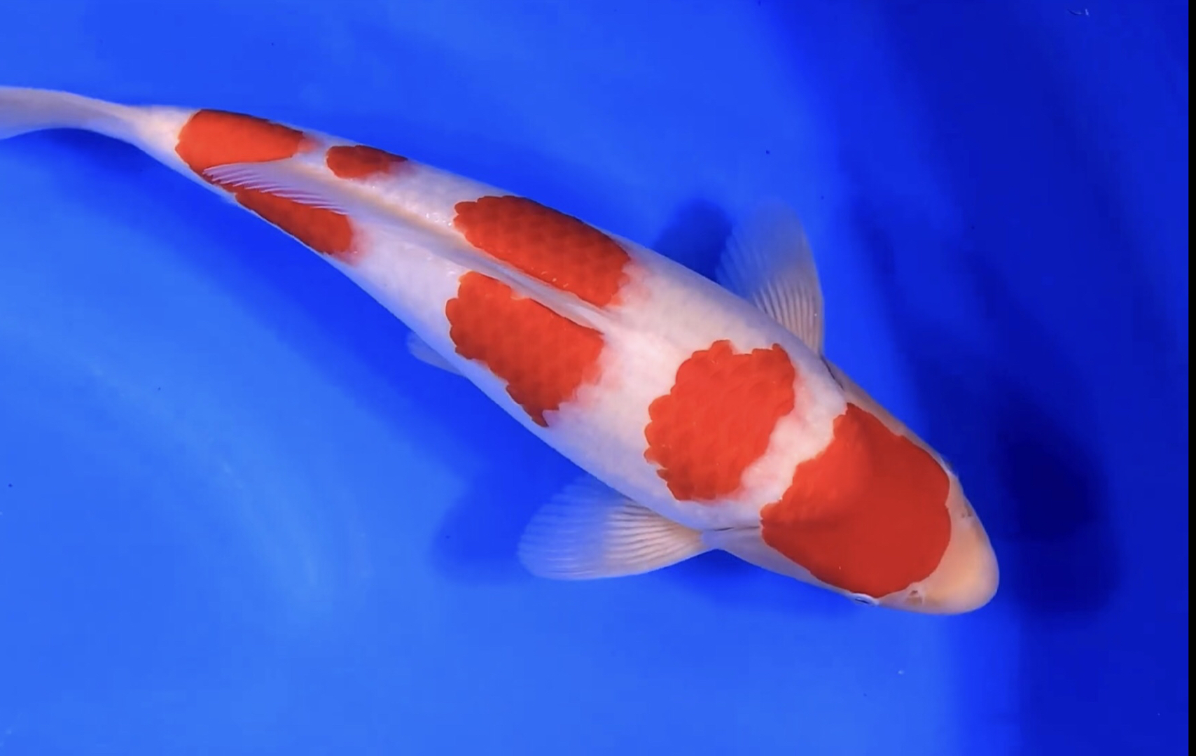 四段红白锦鲤,雌当岁三十八公分滴观赏鱼.