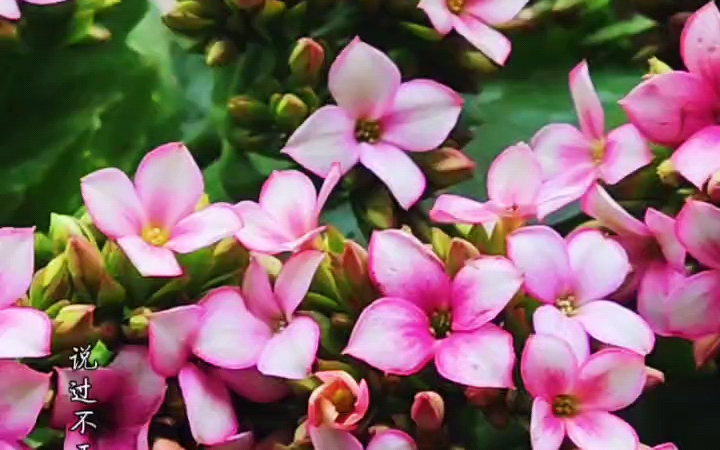 长寿花紫珊瑚,色彩斑斓美如画