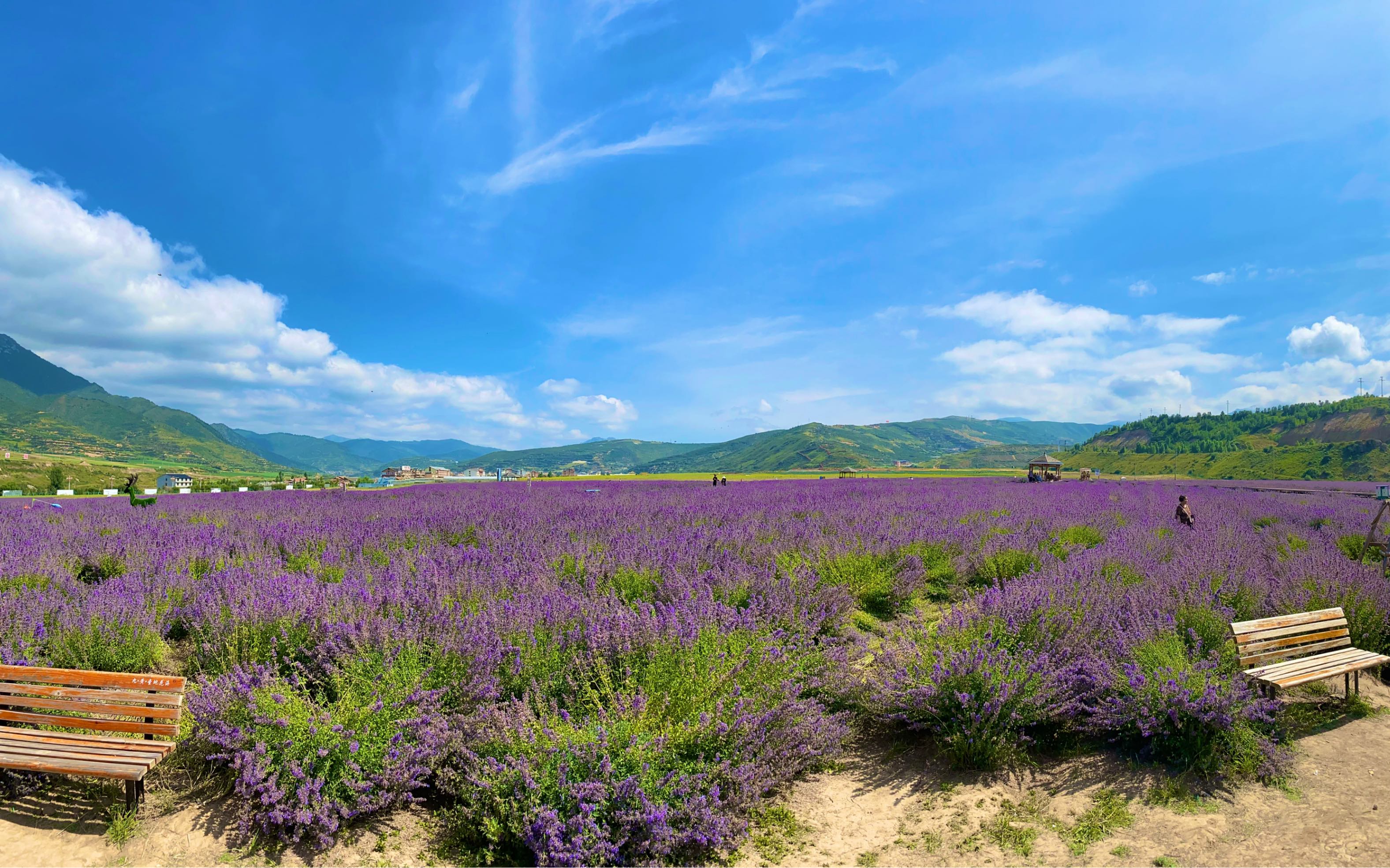 2022-8-13 松潘 薰衣草