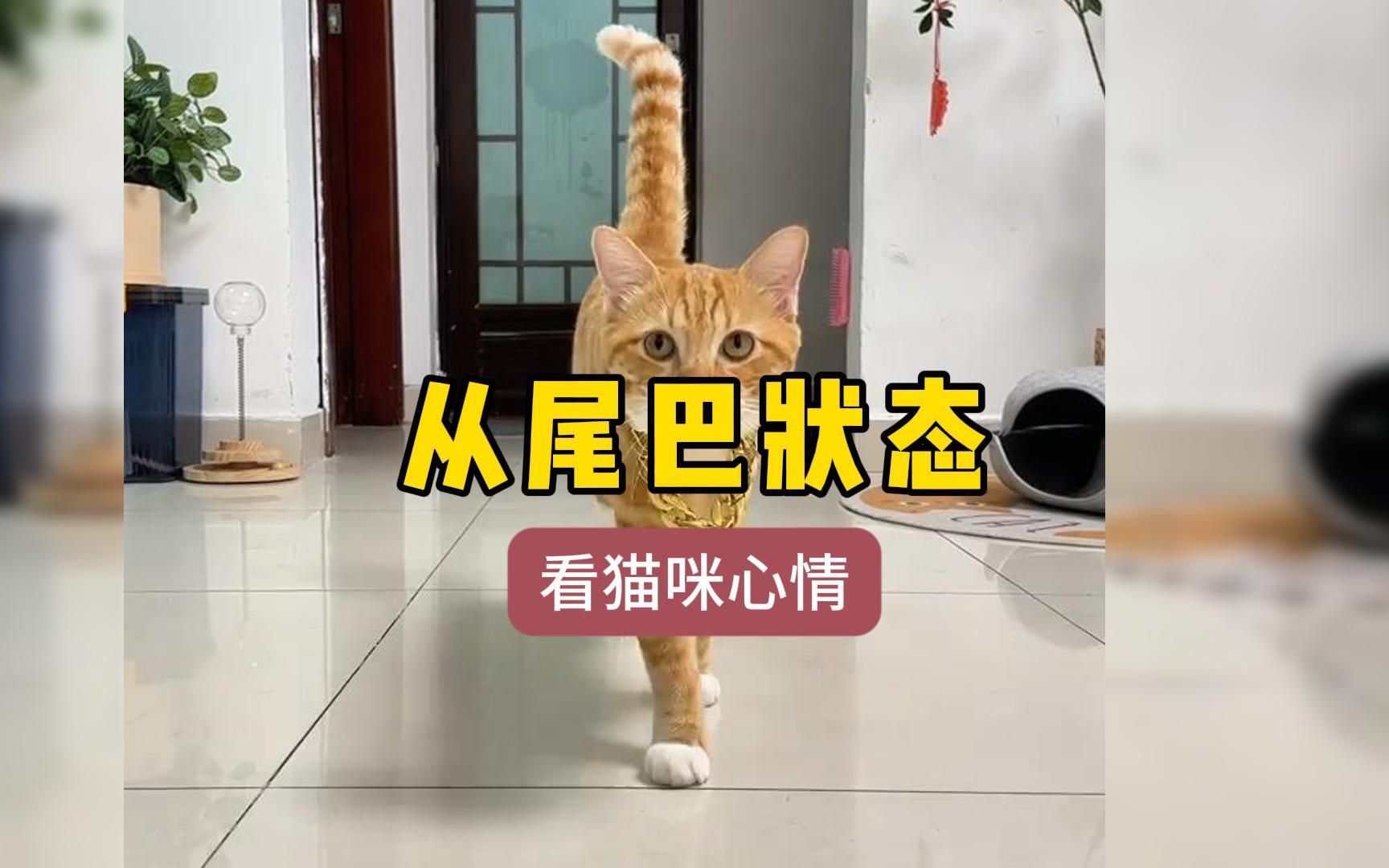 1分钟带你看10种猫咪尾巴状态的含义哔哩哔哩bilibili