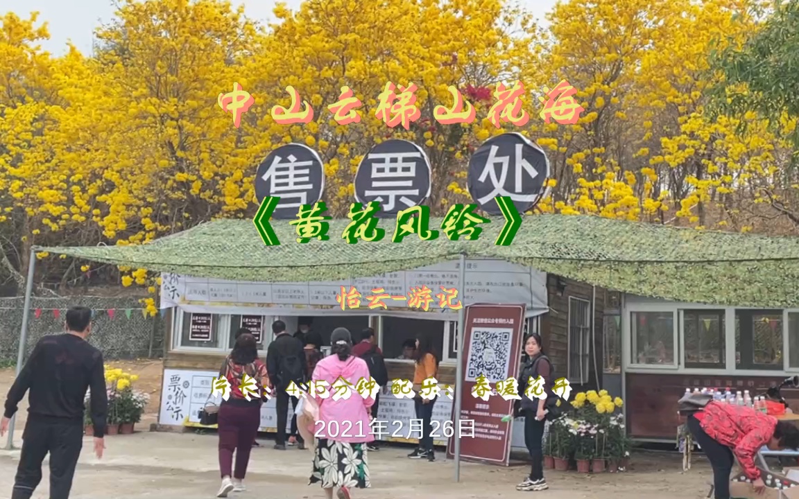 云梯山花海《黄花风铃》2021226哔哩哔哩bilibili