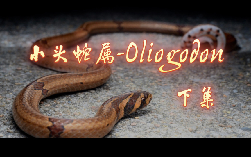 【图鉴】小头蛇属Oligodon(下集)哔哩哔哩bilibili