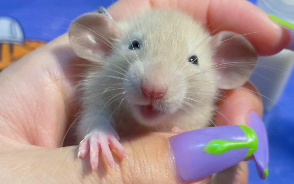 新到家的5只花枝鼠幼崽个人直拍 萌翻的喝奶小片段,小舌头超可爱!