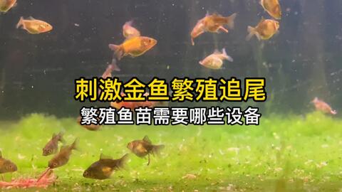 金鱼繁殖二之怎样挑坏卵 哔哩哔哩