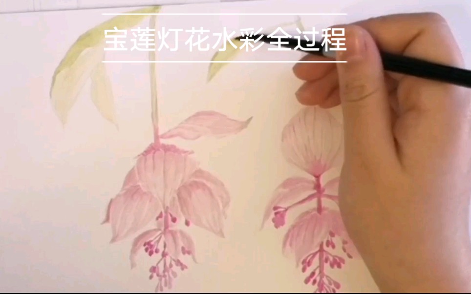 [图]【水彩花卉】网红花～宝莲灯花全过程