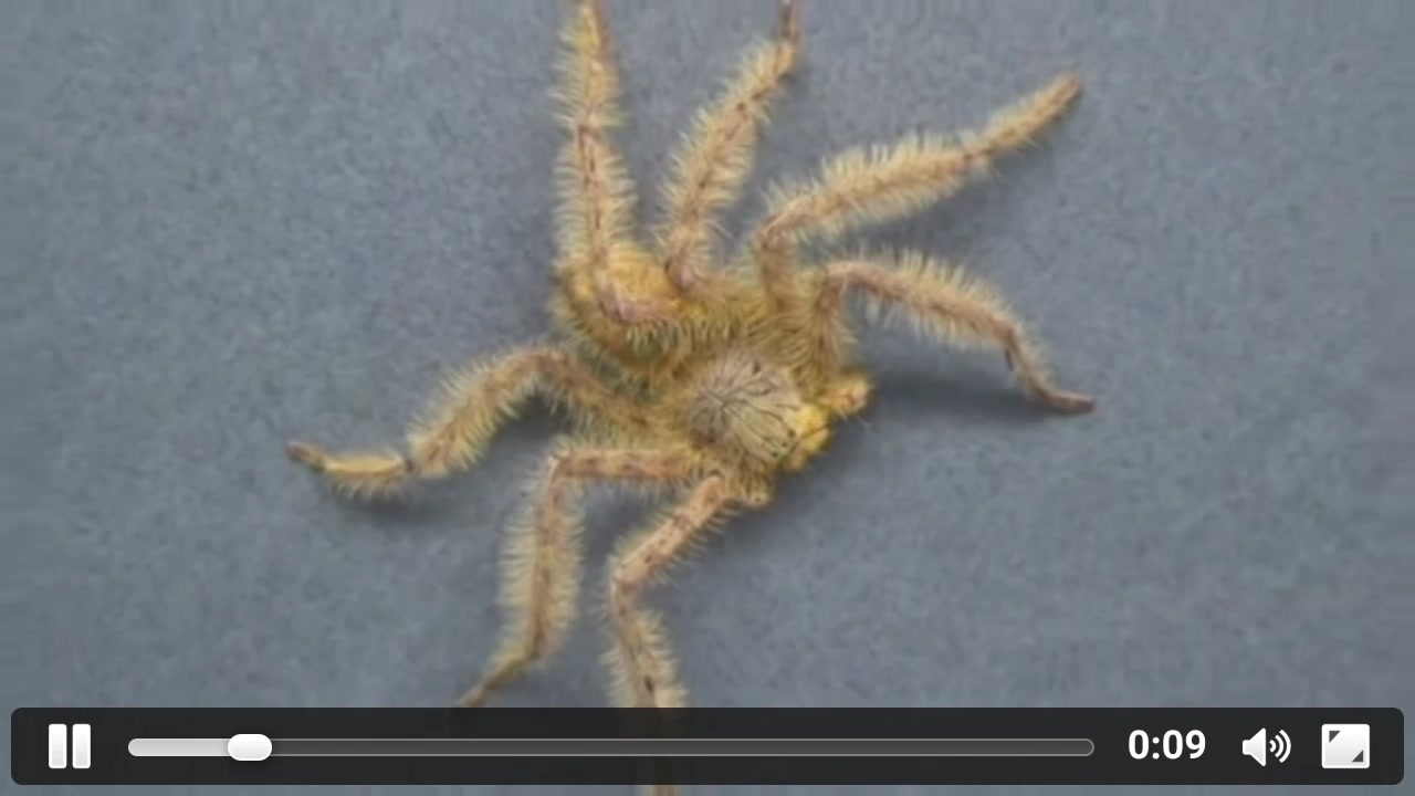 马来西亚橙色猎人蛛残品扑杀小强