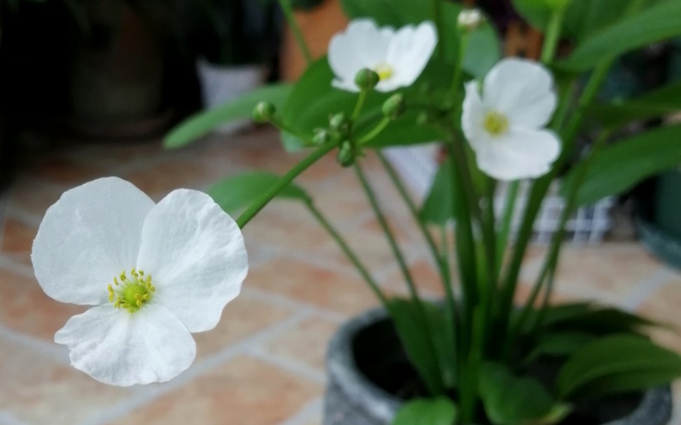 一种有毒植物,六味地黄丸中的一泻,很多人以为是野慈姑.哔哩哔哩bilibili