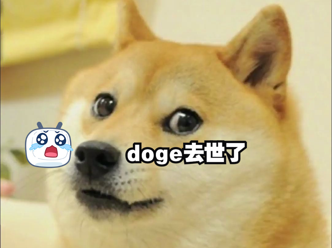 表情包doge的原型柴犬去世