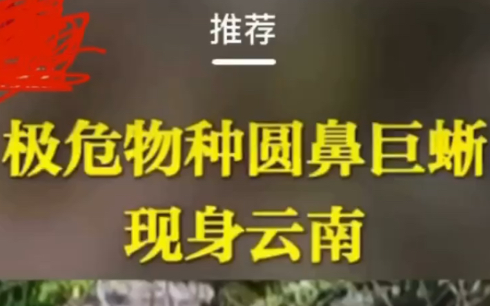 国外泛滥成灾的大蜥蜴凭什么在我国当了一级保护动物?哔哩哔哩bilibili