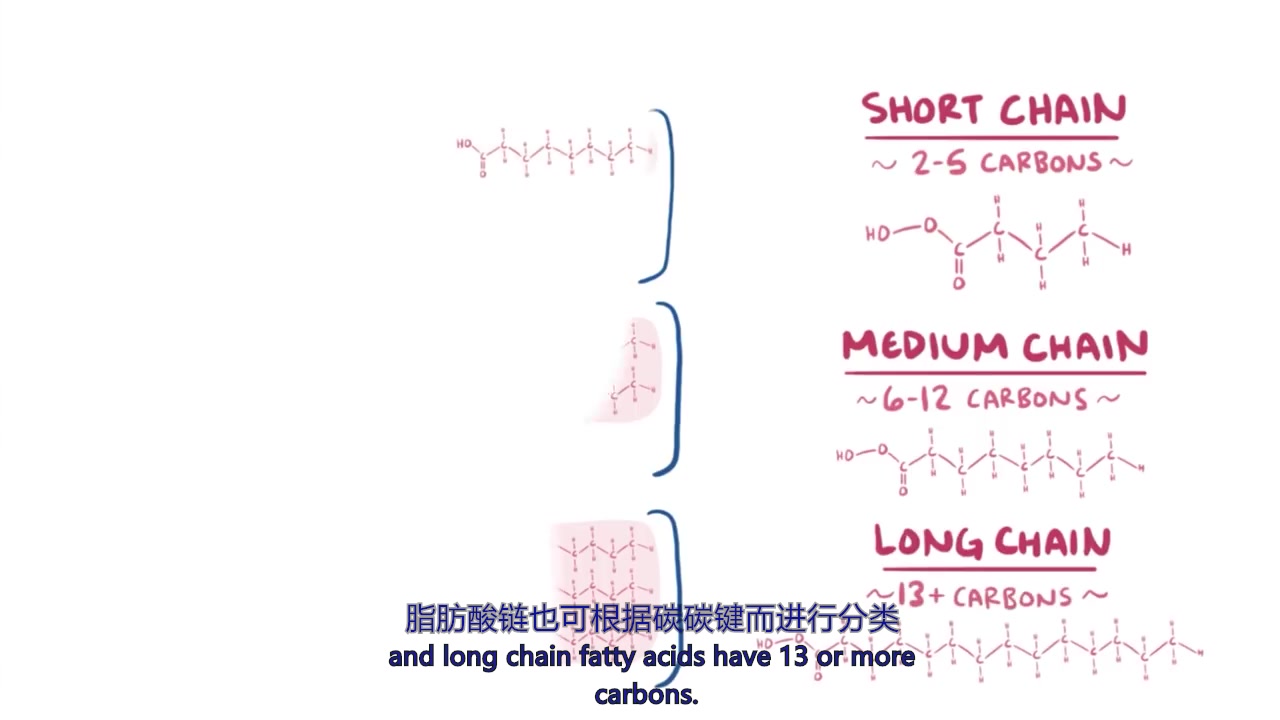 【双语字幕】生物化学脂肪的结构,功能,吸收,代谢哔哩哔哩bilibili