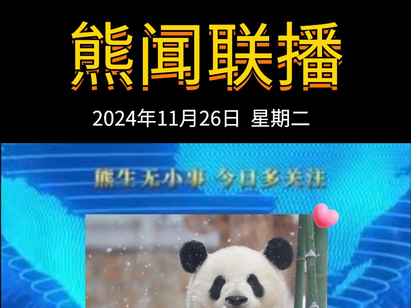 《熊闻联播》|带你了解天下熊事,2024.11.26熊圈又发生了什么?(原视频素材来源网络)哔哩哔哩bilibili