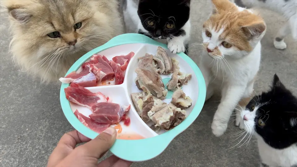 小猫第一次闻到生蚝的味道，表示要yue了_哔哩哔哩_bilibili