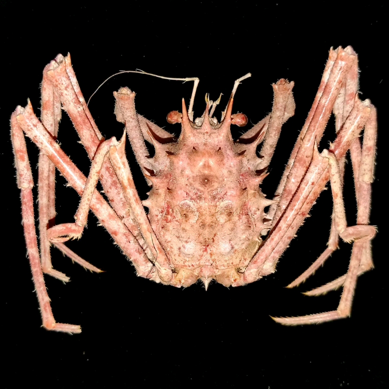 活动作品大摩罗人面蟹