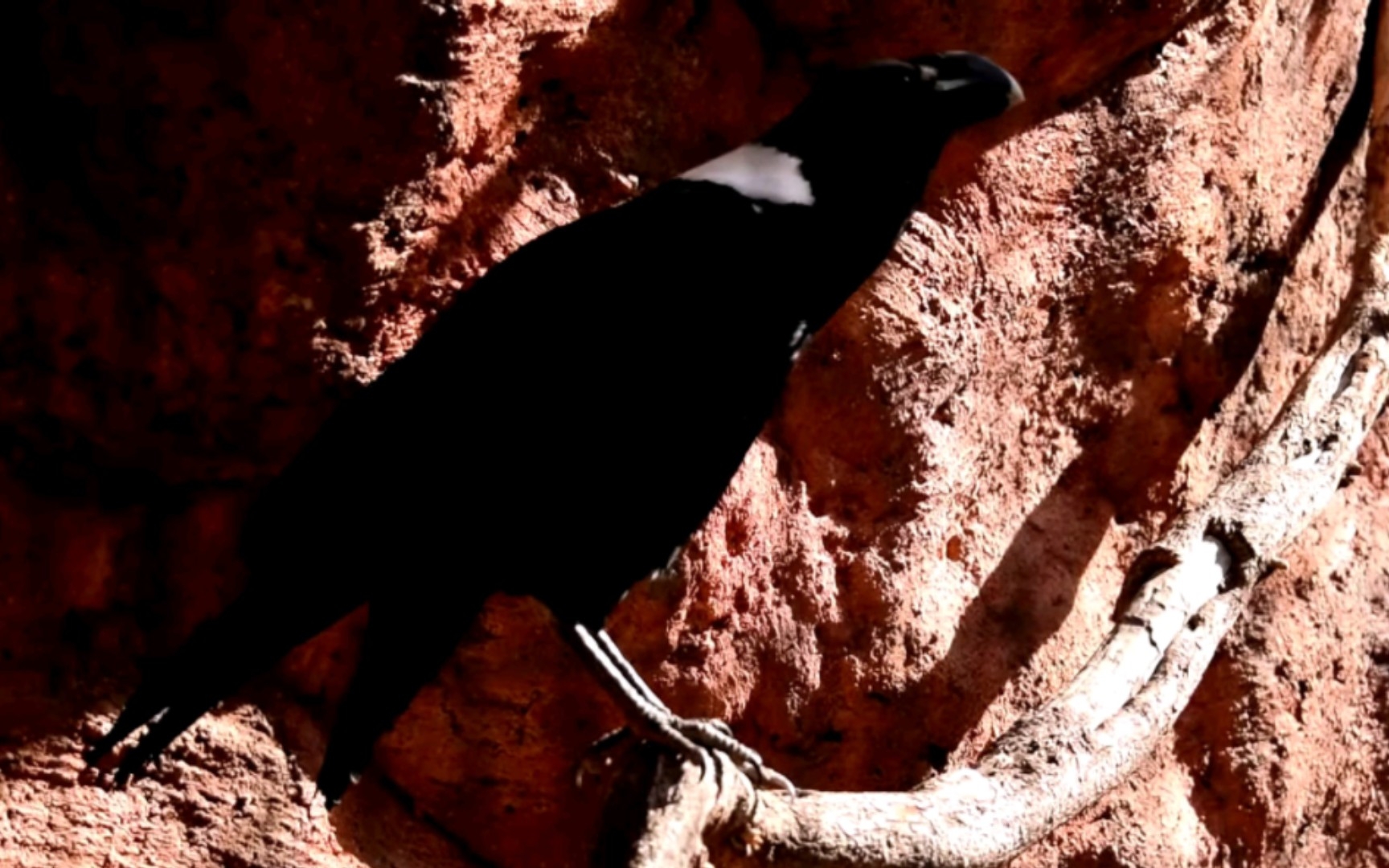 一只悠闲的非洲白颈渡鸦