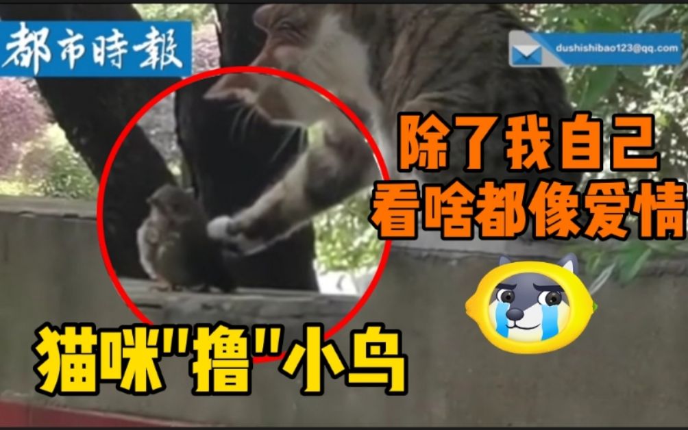 [图]众人在线吃瓜猫咪抚摸小鸟