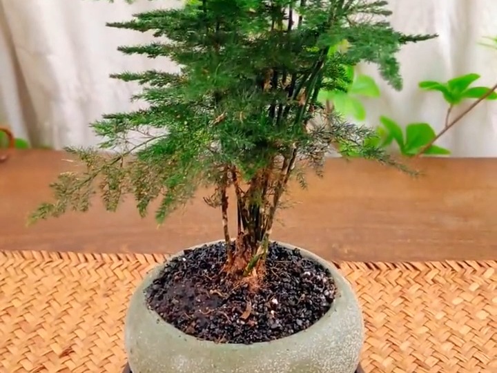 52 文竹盆栽 #绿植小技巧 #庭院植物 #室内绿植 #造型盆景 #园艺花卉